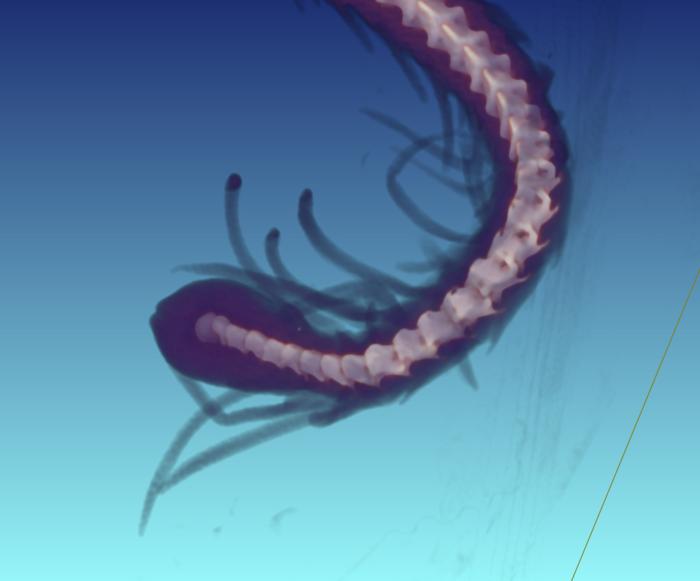 The CT scan of the snake tail, revealing it ending in a normal vertebrae. The CT scan of the snake tail, revealing it ending in a normal vertebrae.